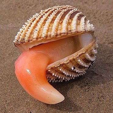 spollewd's profile picture. one day ill be good at drawing but idk, that shits hard