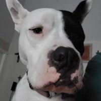 Amishrakefight5 (@amishrakefight5) 's Twitter Profile