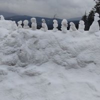 RunawayPenguin (@penguin_runaway) 's Twitter Profile Photo