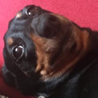 Doxiegirl (@doxiegirl3g) 's Twitter Profile Photo Doxiegirl (@doxiegirl3g) 's Twitter Profile Photo