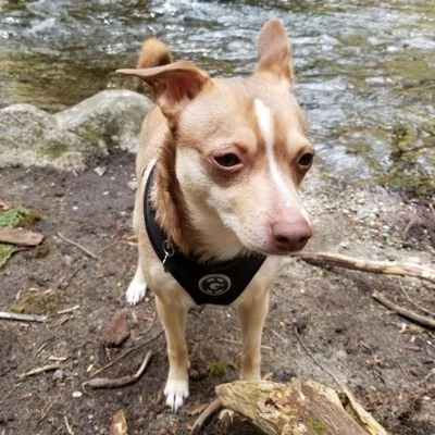 RVellson's profile picture. Over Educated, PNW Nature girl! Here for all the pets, laughs, nature photos, vet life.