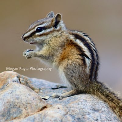 Photographing animals, nature and more | All photos are mine @megankayla_05 | DM for inquiries.