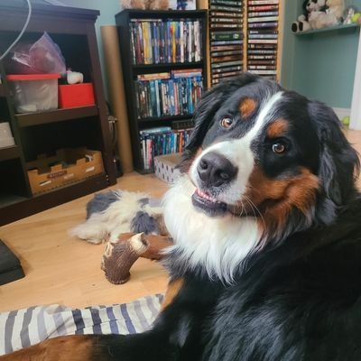 Boisterous 2 year old Bernese Mountain Dog from NB, Canada! Loves good treats, good pats and good company! Friend to hoomans and doggos! DOB 10/12/2020