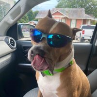 paul b distefano (@paulbdistefano) 's Twitter Profile Photo