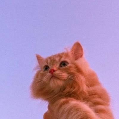 awomanwithcat's profile picture. #reader #psychologist