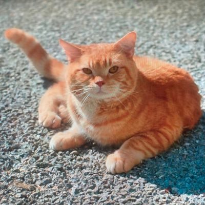 anne_ytakani's profile picture. 本が好きです📚読了とたまに日常✒️DMはしません。受けません。返信は致しません🙅‍♀️エロ❌投資❌即ブロック！　皆さんの投稿で癒しとパワー頂いてます。孫ﾁｬﾏをこよなく愛する還暦越え。宜しくお願いします🤲