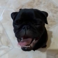 J. Cruz-López (@stygnosaurus) 's Twitter Profile
