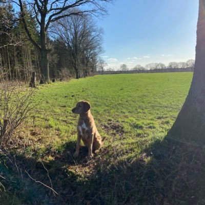 jarnoyoo's profile picture. moving bricks 🧱