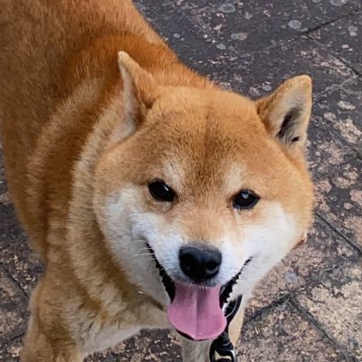 psuke0831's profile picture. 