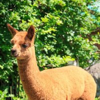MetaLlama (@llama_meta420) 's Twitter Profile