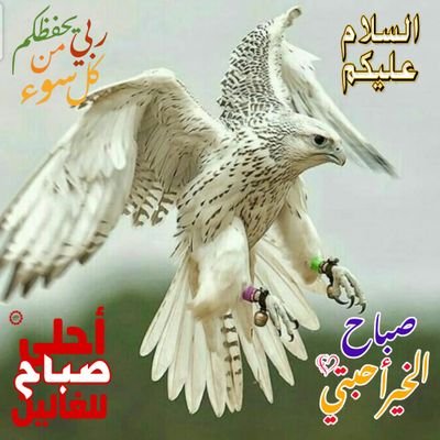 YaseerA48714504's profile picture. لا إله إلا أنت سبحانك اني كنت من الظالمين