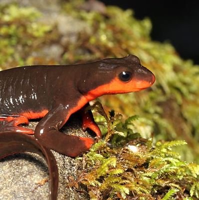 Daily Amphibians (mostly salamanders)さんのプロフィール画像
