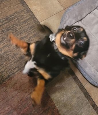 I am part of the 99.99% that just want to drink a cup of coffee and to be left the hell alone.      
                  
My dogs name is Little Tucker Carlson.