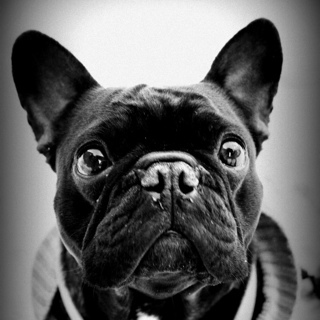 * eten * snoepjes * eten * snacks * food * hapjes * kaas (hey, ik ben een FRANSE bulldog, o.k.?) * eten * worst * (had ik eten al genoemd?)