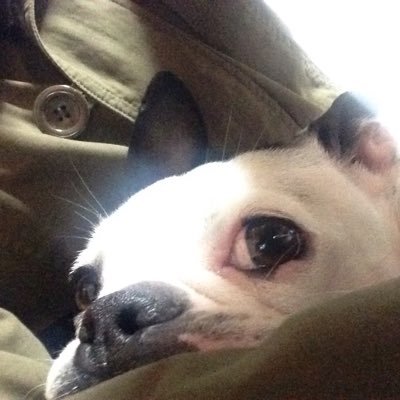 naka8ma164's profile picture. アフリカ座座長