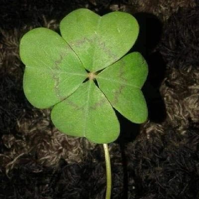 josegarciabuja's profile picture. 🦍🦂🍟🌧⚖🇪🇦