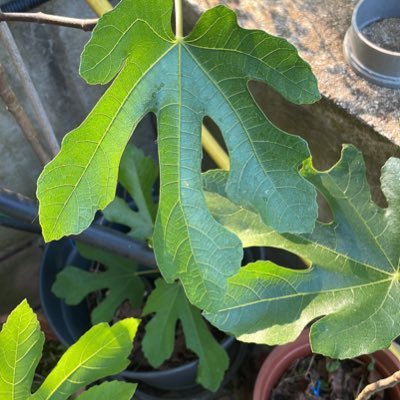 Gavbriel8's profile picture. 