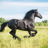競馬初心者皆様の力を。🐎 (@kcin4pwjntefsud) 's Twitter Profile