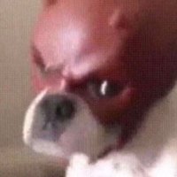Demon Dogs (@demondogs_val) 's Twitter Profile