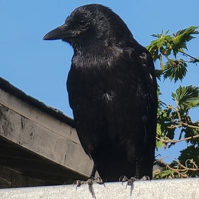 Corvid lover, Tarot-reader, astrology enthusiast; all creatures' rights, psychology, sociology, the environment, kindness; the collective. We are one. ♒♓♊