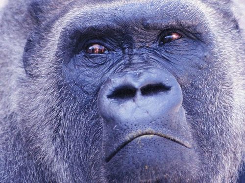 Glasgow_Boab's profile picture. 