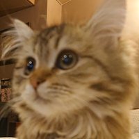 shizuyo (@shizuyo55) 's Twitter Profile