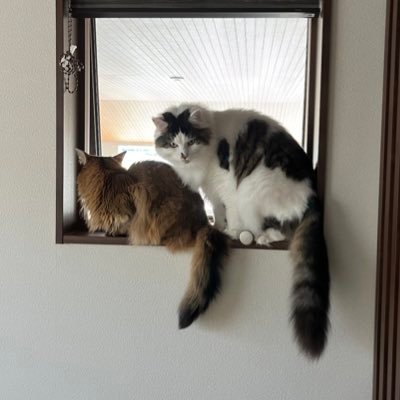 ソマリ.♀.ちろる.2019/10/16🌈2023/11/27🐱 メインクーン.♂.ラテ.2020/4/17生🐱 成長記録✏️ マイホームで猫ちゃんと暮らしています🏠 ログインできなくなる前にアカウント移行中です。@Ootamu0112