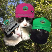 Normie , Luigi (Louie)๐Frankie ๐ Winston ๐ (@delcokitties) 's Twitter Profile