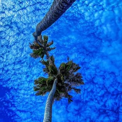 HumbleRain4's profile picture. Am not the last of my kind