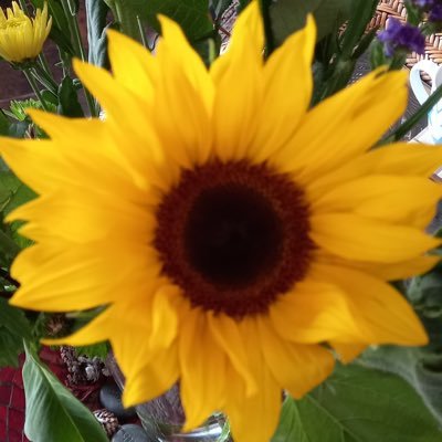 Susie_Mull's profile picture. 🇬🇧🇿🇦