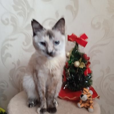 БОЙТЕСЬ РАВНОДУШНЫХ!
Спасаю бездомных животных, кошек и собак. Кормлю, лечу, стерелизую,пристраиваю.
Кто хочет помочь, номера карт VISA и Мир в закр.твите