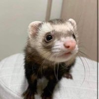 Joey (@joey45544729) 's Twitter Profile