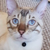 Blue Eyed Bengal 💙(@BlueEyedBengal) 's Twitter Profile Photo