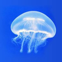 メソポタミア河クラゲ (@kawakurage210) Twitter profile photo
