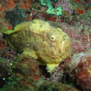 Alvin Douglas - @dougdives - Twitter