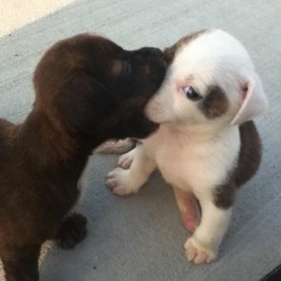 kormadikubum's profile picture. 