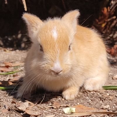 chissaichissa's profile picture. 8年ほど前に、子供が参加するイベントでバルーンアートと出会い、子供より自分がバルーンアートにはまり、趣味として楽しんでます！

そして、3年前、グランフロント大阪でストリートライブをしていたソウルズに出会い、その歌声にどっぷりハマってます。

最近は主人の影響で多肉植物も愛でてます✨