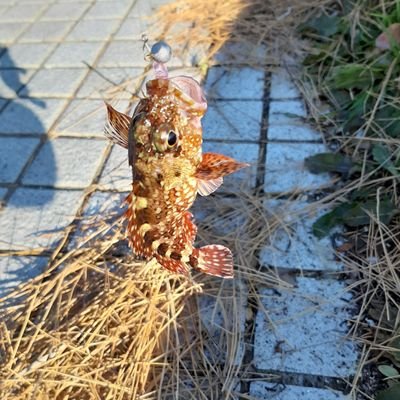 平凡サラリーマン代表選手。
妻に無趣味であることを心配されたので
趣味を見つける旅の真っ最中。
最近、STEPN始めました❗