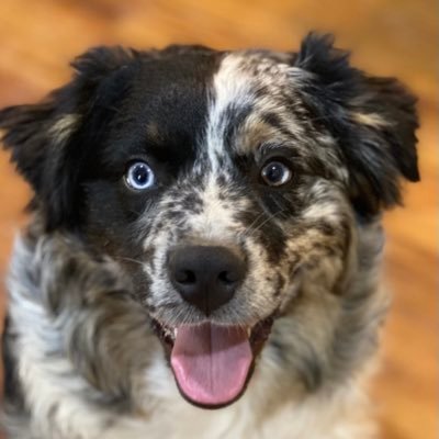 AKC and ASDR miniature Australian Shepherds.