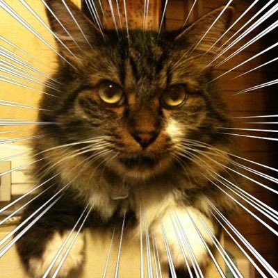 とりー🍵🎞🏕🔥🍽/クマラer【結願：王国帰省】さんのプロフィール画像