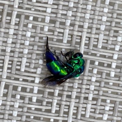 asunadog's profile picture. Hermit-mode, dog mom, workaholic