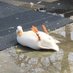 ᴺᵒᵗʰⁱⁿᵍ (@ddeeepin) Twitter profile photo ᴺᵒᵗʰⁱⁿᵍ (@ddeeepin) Twitter profile photo