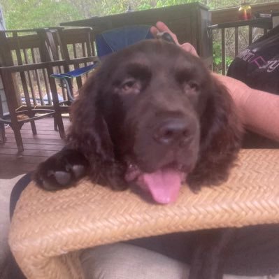 Dog Whisper , Dog Father and animal enthusiast working in helping the advancement of the Boykin Spaniel and “The Dog that want rock the boat”