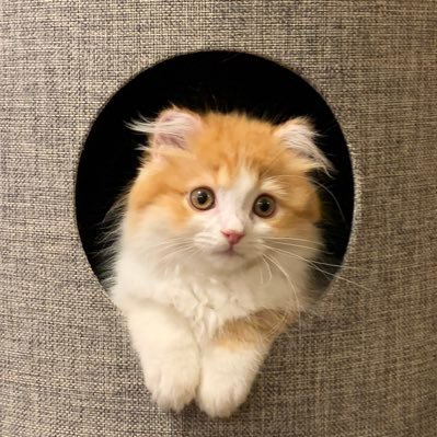 ageageagechan's profile picture. サイベリアンのあげ造 あげちゃん♂ 🎂2021.5 🏠2021.7 お迎えしてからの日常を記録中😸 耳が生まれつき小さいけれどそれがあげちゃんのチャームポイント😺スタンプ作りましたhttps://t.co/UN89tmLdA6 #猫 #ねこ #サイベリアン #cat