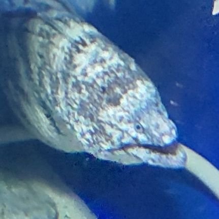 crowcrew00's profile picture. ※成人済
※無言フォローはブロックします。

trpg、編み物、第５人格等ゲーム、アニメ、漫画とラノベを愛する薬剤師です。