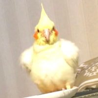 ひより (@h_i_h_i_i) 's Twitter Profile Photo ひより (@h_i_h_i_i) 's Twitter Profile Photo