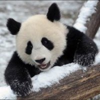 Aesah (@aesahtft) 's Twitter Profile