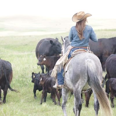 Rancher, Mom, Canadian Angus, Quarter horses & Corgis