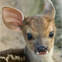 dear deer (@deardeerrs) 's Twitter Profile Photo dear deer (@deardeerrs) 's Twitter Profile Photo