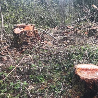 We're desperately frightened how a neighbor's clear cut is causing us to be vulnerable to winds and trees that are now falling down around our home.